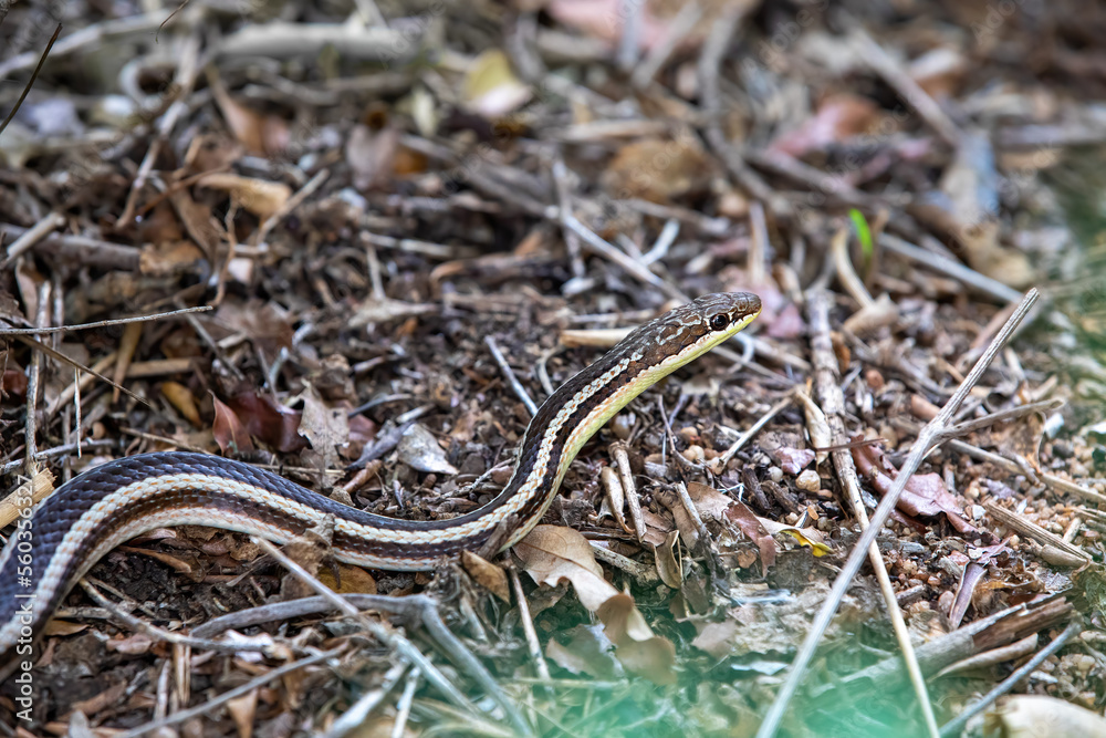 Thamnosophis lateralis, commonly known as the lateral water snake, is a endemic species of snake in the family Pseudoxyrhophiidae, Zombitse-Vohibasia National Park, Madagascar wildlife animal Thamnosophis lateralis, commonly known as the lateral water snake, is a endemic species of snake in the family Pseudoxyrhophiidae, Zombitse-Vohibasia National Park, Madagascar wildlife animal