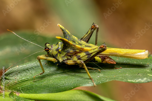 Fototapeta Bizarre Insect grasshopper Green Grouse locust (Holocerus taurus), Cricet bug in Ranomafana National Park