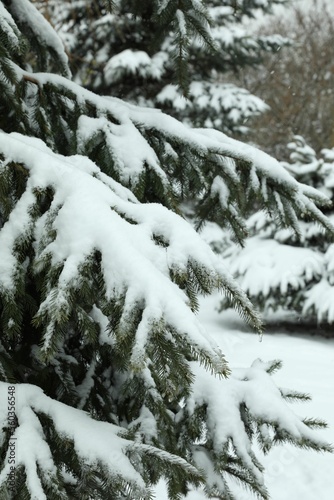 Fir tree covered with snow on winter day