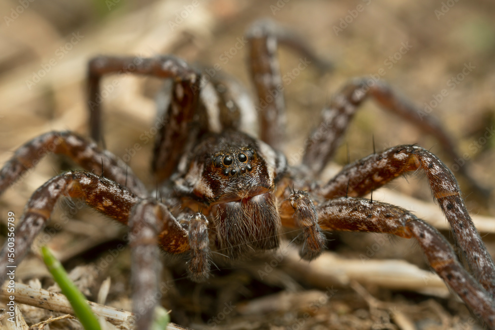 Young raft spider, Dolomedes fimbriatus on ground, macro photo Young raft spider, Dolomedes fimbriatus on ground, macro photo