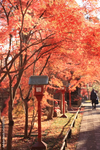 東京の紅葉