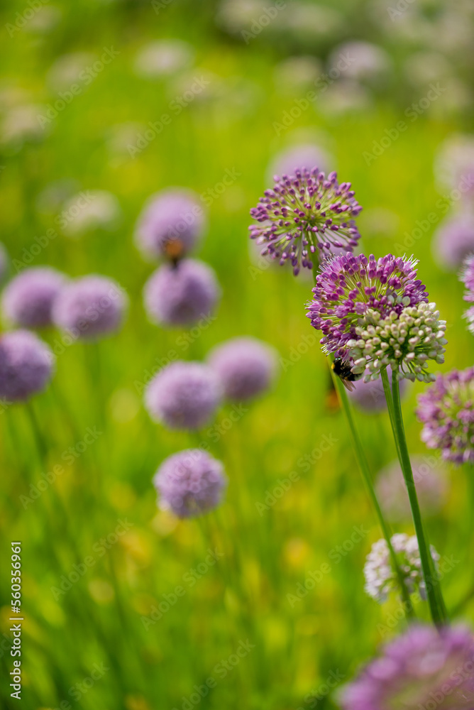 Obraz premium onion flowers in the garden