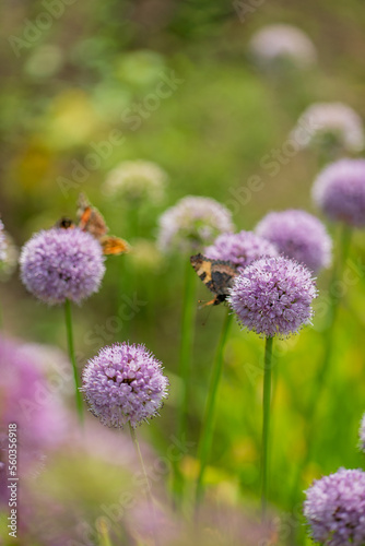 onion flowers in the garden