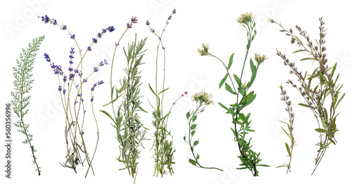 Dried wild flowers on transparent background. Flat lay, top view.