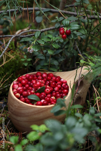 Many tasty ripe lingonberries in wooden cup outdoors