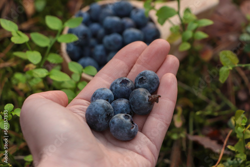 Woman holding heap of fresh ripe blueberries in forest, closeup