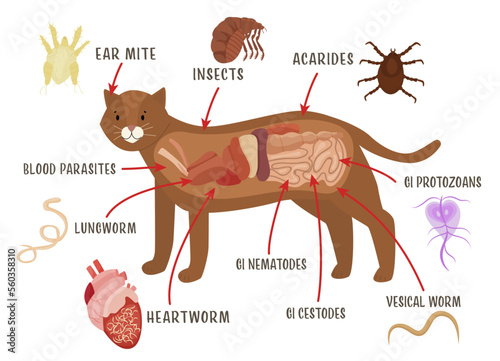 Common external and internal parasites in cats.