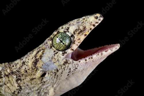 Side view of the head of Vorax gecko or Halmahera giant gecko.