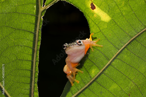 Starry Night Reed Frog (Heterixalus alboguttatus) endemic to Madagascar is perching on a leaf. photo