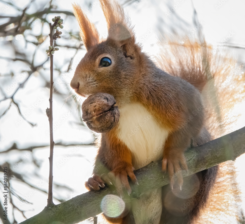 Fototapeta premium Eichhörnchen mit Walnuss im Maul