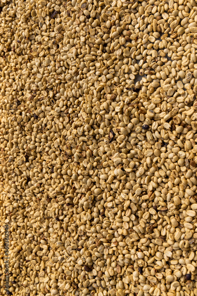 Dry coffee beans are drying on the table on a coffee plantation, Vietnam
Dry coffee beans are drying on the table on a coffee plantation, Vietnam