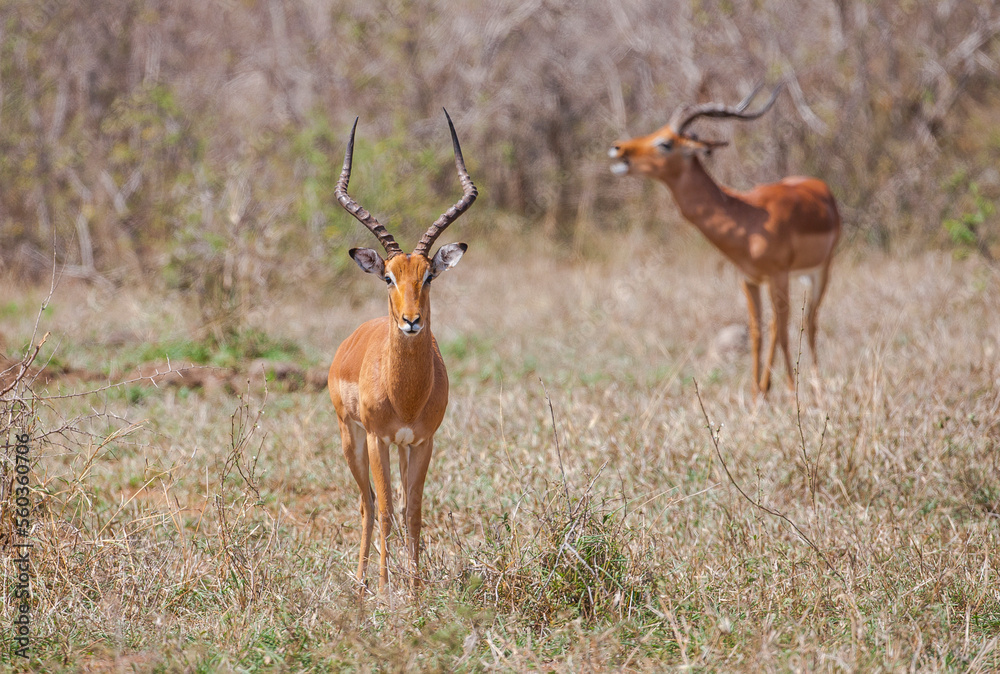 Impala (Aepyceros melampus) is a medium-sized antelope that lives in the east and south of Africa. Impala (Aepyceros melampus) is a medium-sized antelope that lives in the east and south of Africa.
