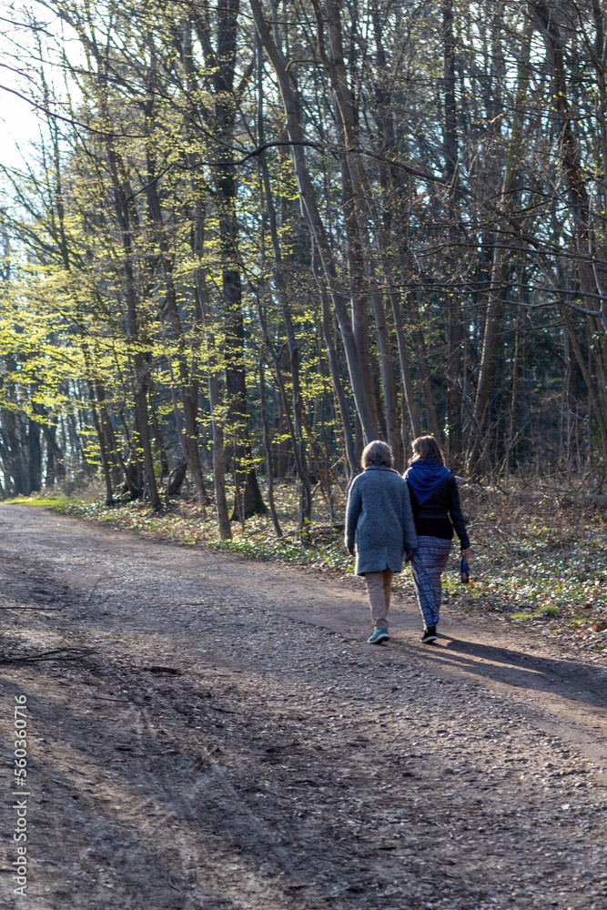 Fototapeta premium walking in the woods