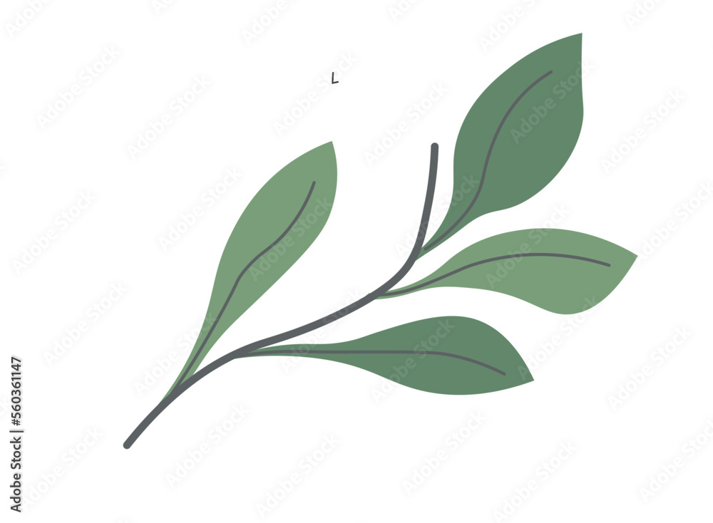 Fototapeta premium Tea leaf, foliage and botany of spring plants
