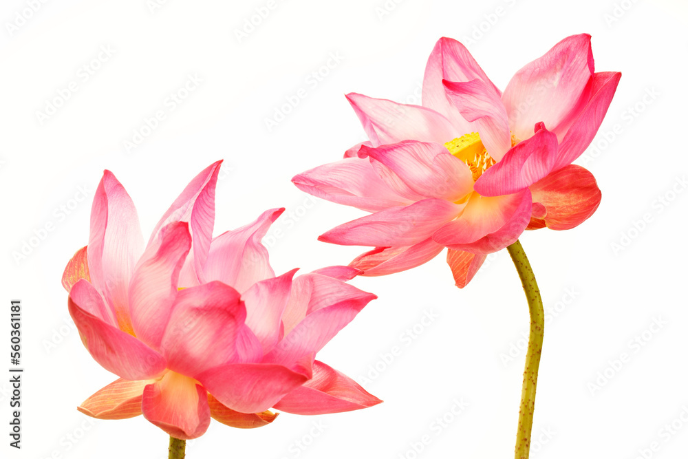 Obraz premium lotus flower