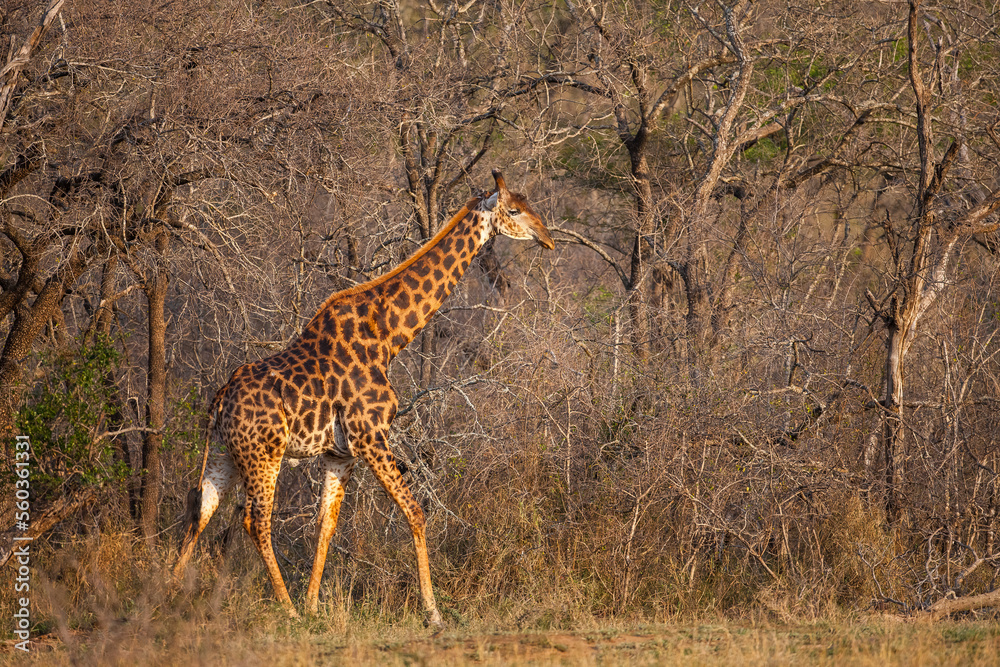 There are many Giraffes in Hluhluwe iMfolozi Park in South Africa. They are under protection. There are many Giraffes in Hluhluwe iMfolozi Park in South Africa. They are under protection.