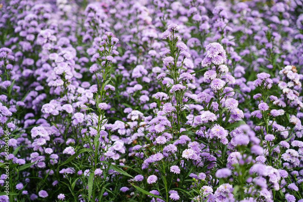 Violet flower field texture for background Violet flower field texture for background