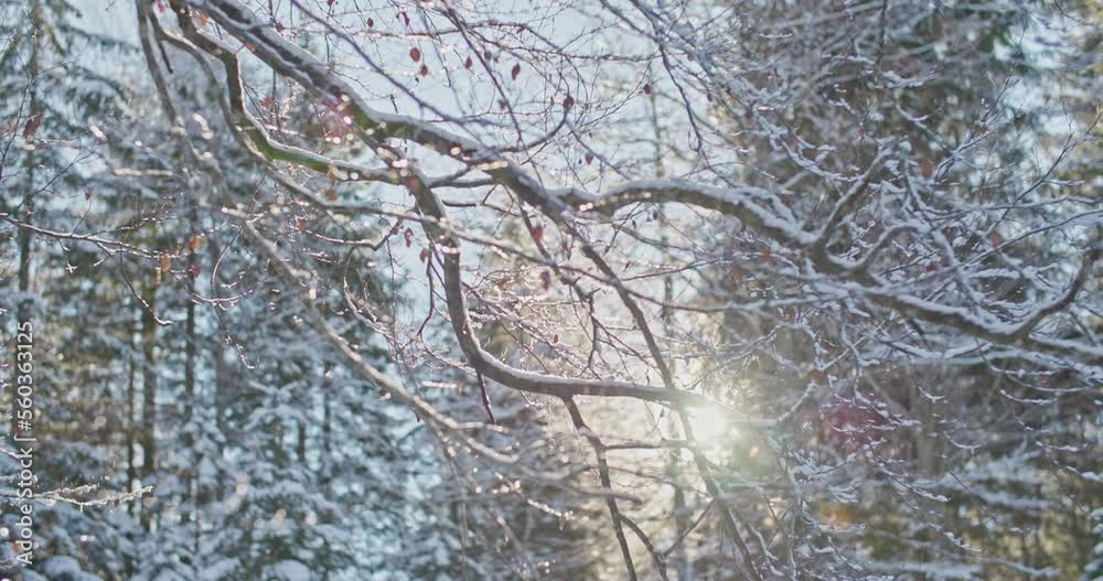 Enchanting winter scene in a forest with Frozen iced branches of tree with charming natural morning sunlight during the sunny day after snow. romantic wonderland. beautiful environment in slow motion. Enchanting winter scene in a forest with Frozen iced branches of tree with charming natural morning sunlight during the sunny day after snow. romantic wonderland. beautiful environment in slow motion.