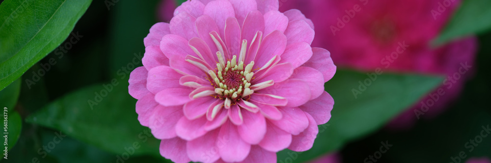 Pink dahlia flower in garden closeup. Beautiful pink flower