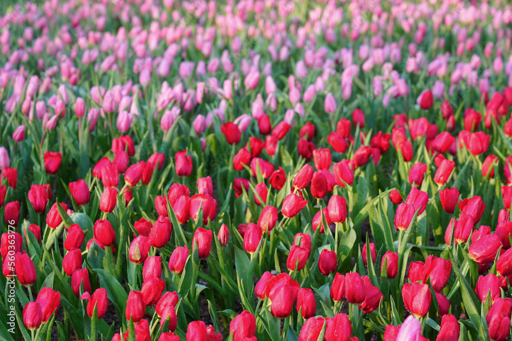 Multicolour red pink tulips flower in garden