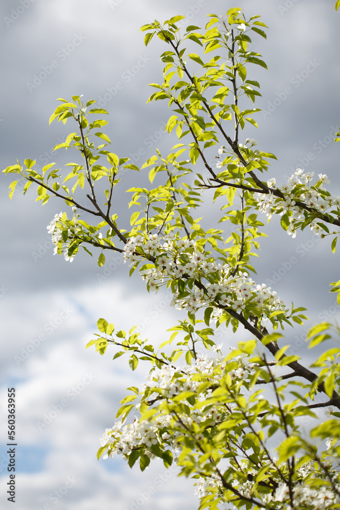 Blossoming branches of cherry on the background of a cloudy sky.