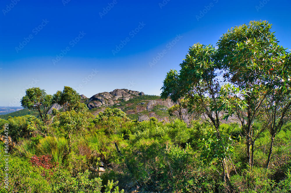 Landscape with dense shrubs and rounded granite hills in Porongurup National Park, Western Australia, on a sunny day
