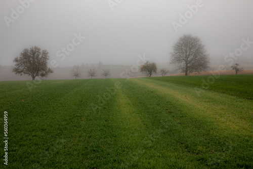 Green field in the dense fog of winter with barely visible trees in the background