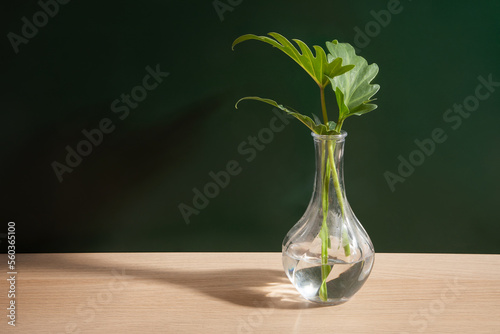 Flower vase isolated on wood background. Philodendron Xanadu. Minimalist vase. Product design. Simplicity. Object. Scandinavian design. Modern. Home decoration. Plants. Philodendron plants. Evergreen.