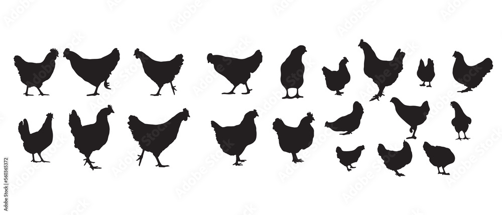 vector silhouette hen, chicken, bird, broiler, isolated and white background illustrator. vector silhouette hen, chicken, bird, broiler, isolated and white background illustrator.