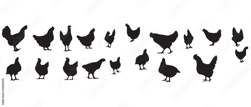 Naklejka premium vector silhouette hen, chicken, bird, broiler, isolated and white background illustrator. 