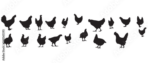 vector silhouette hen, chicken, bird, broiler, isolated and white background illustrator. 