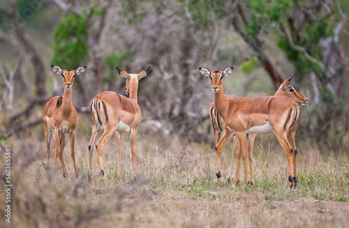 Fototapeta Naklejka Na Ścianę i Meble -  Impala (Aepyceros melampus) is a medium-sized antelope that lives in the east and south of Africa.