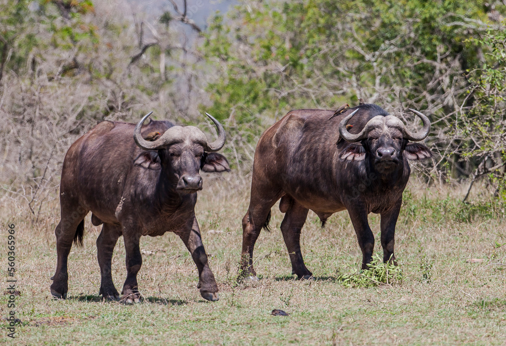 Being one of the important animals of African wildlife, buffaloes usually travel in groups.