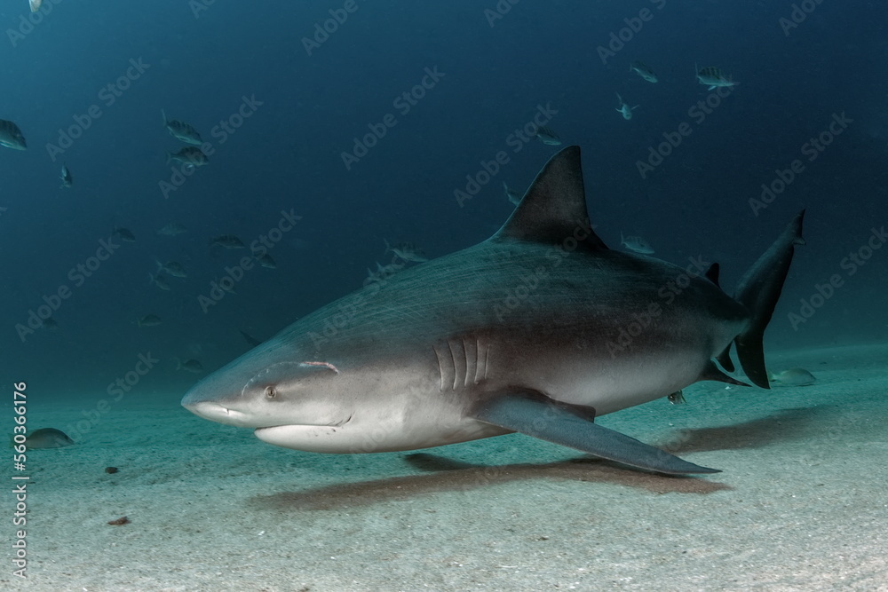 Fototapeta premium Bull Shark Cabo Pulmo Mexico