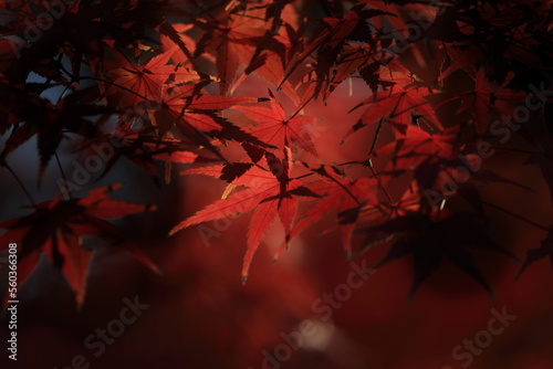 東京の紅葉