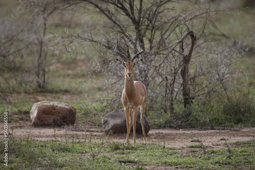 The impalas (Aepyceros melampus) in Africa are one of the most important food sources for lion, cheetah and leopards.