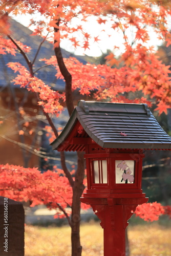 東京の紅葉
