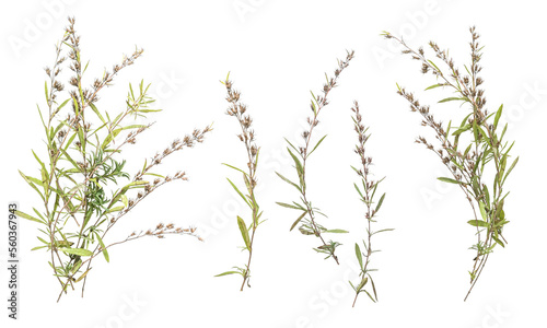 rosemary set isolated on a transparent background. .Dried rosemary on white background. Flat lay, top view.
