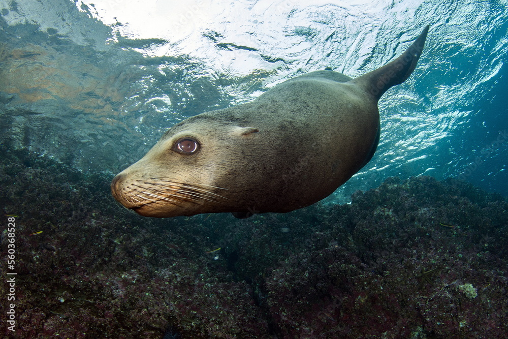 Californian Sea Lion in Sea of Cortez Californian Sea Lion in Sea of Cortez