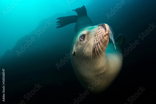 Californian Sea Lion in Sea of Cortez photo