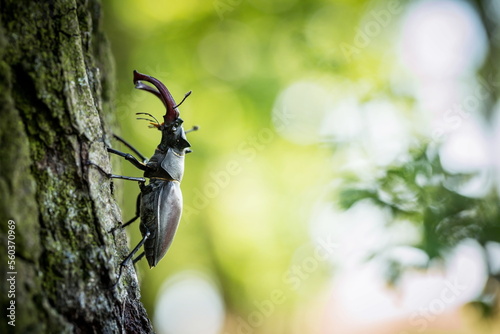Dominant stag beetle, lucanus cervus, holding the defeated one turned upside down in mandibles during a fight on a branch in summer. Insect males battling in green nature. A rare and endangered beetle
