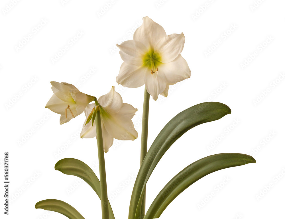 Fototapeta premium Amaryllis (Hippeastrum) Galaxy Group 