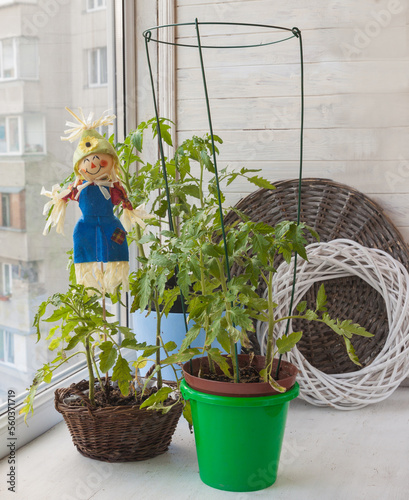 Obraz na płótnie Vegetable garden with tomatoes and stuffed (mass production)  on the windowsill