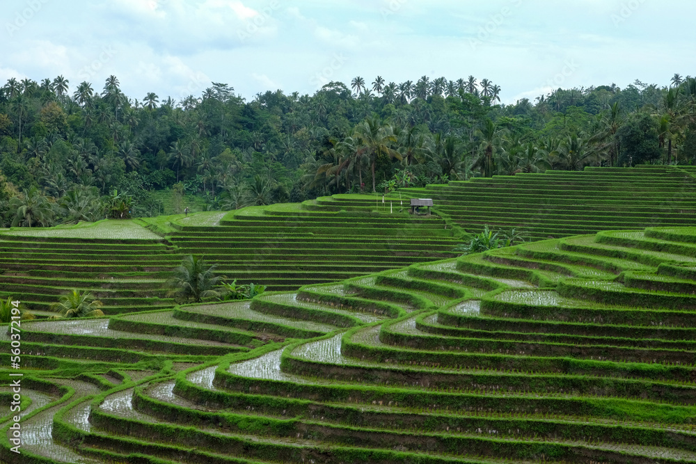 Bali rice fields capture during a trek in bali countryside (Tabanan region)