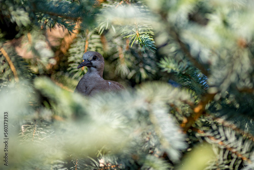 Dove in shadows, nesting on a pine tree, blurred pine needles.