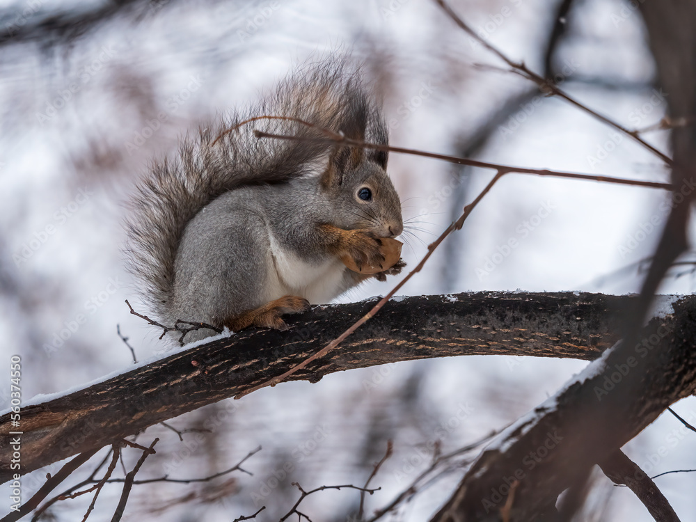 The squirrel with nut sits on tree in the winter or late autumn The squirrel with nut sits on tree in the winter or late autumn