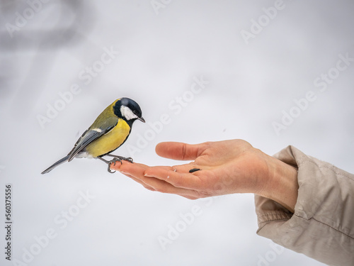 Girl feeds a tit from a palm. Hungry bird eating seeds from a hand during winter or autumn