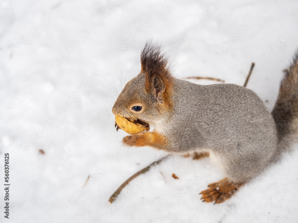 The squirrel in winter sits on white snow. The squirrel in winter sits on white snow.