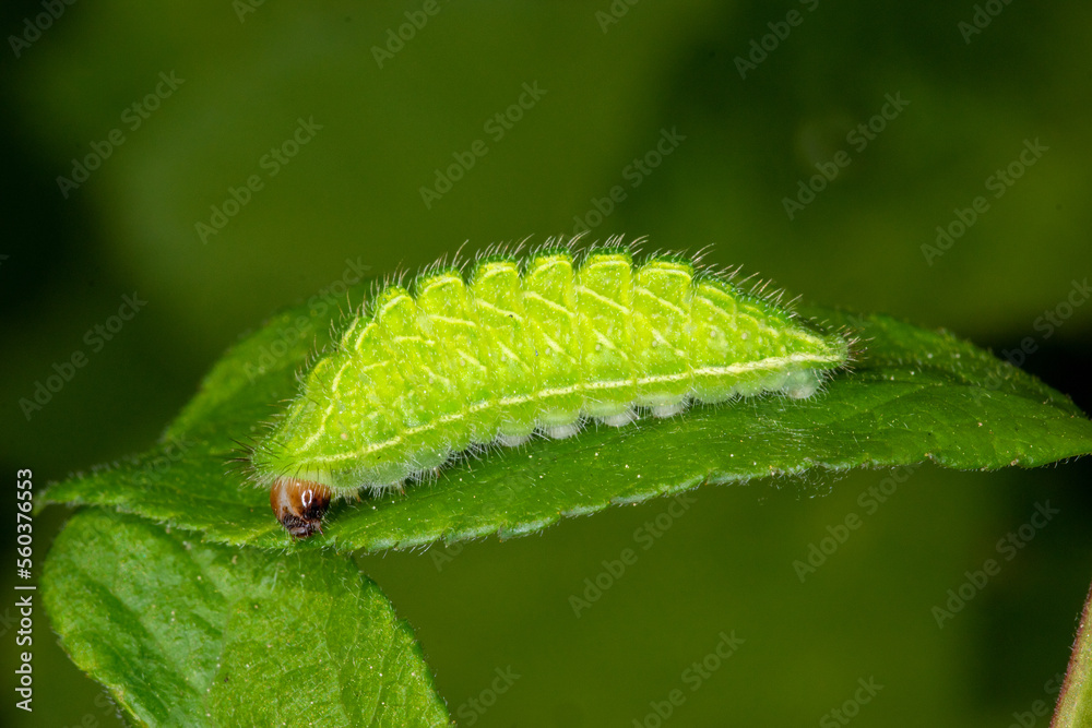 DE, RLP, Hatzenport, 24.04.2022, Thecla betulae, Nierenfleck-Zipfelfalter, Raupe DE, RLP, Hatzenport, 24.04.2022, Thecla betulae, Nierenfleck-Zipfelfalter, Raupe