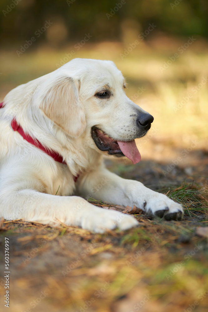 golden retriever puppy lies on the ground in the park, blurred background. A puppy of a golden retriever lies on a lawn in a park in autumn. a white golden retriever in the park. golden retriever puppy lies on the ground in the park, blurred background. A puppy of a golden retriever lies on a lawn in a park in autumn. a white golden retriever in the park.